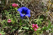 85 Daphne cneorum (Dafne odorosa) con Gentiana Clusii (Genziana di Clusius)